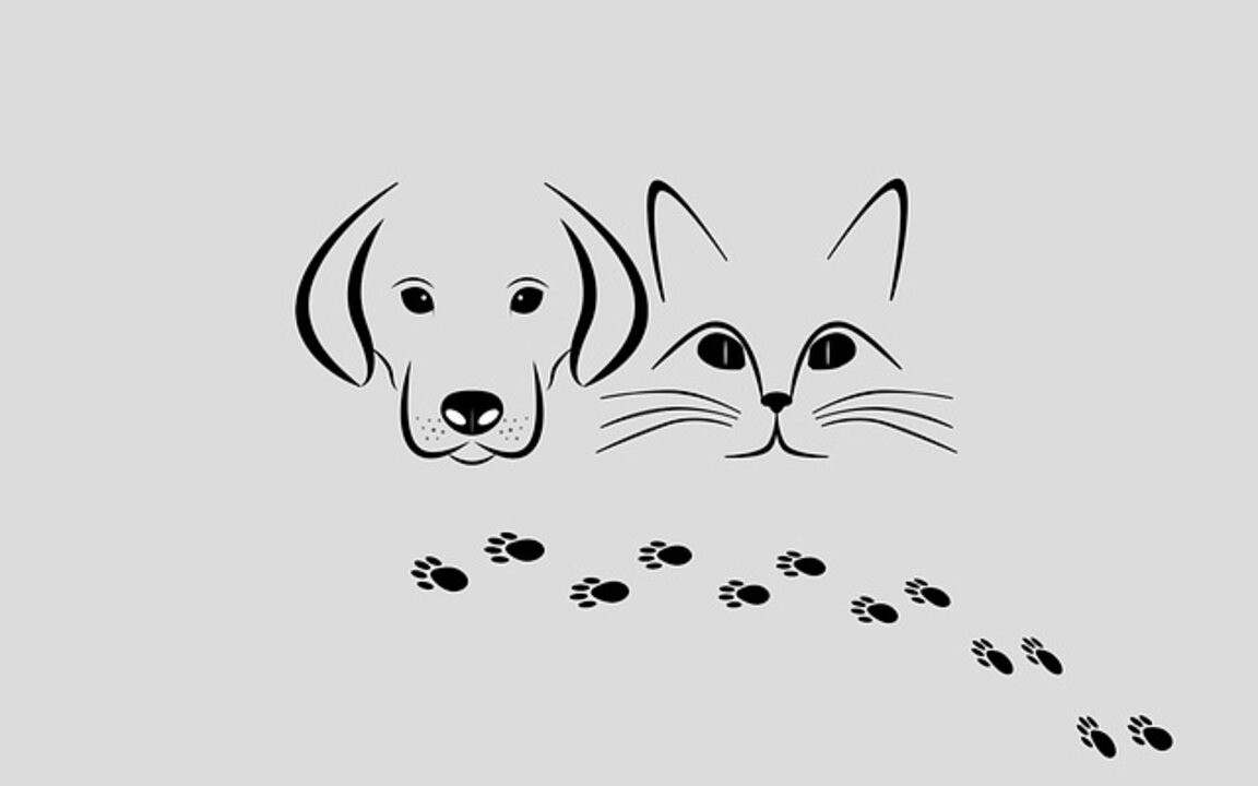 Кучето и котаракът