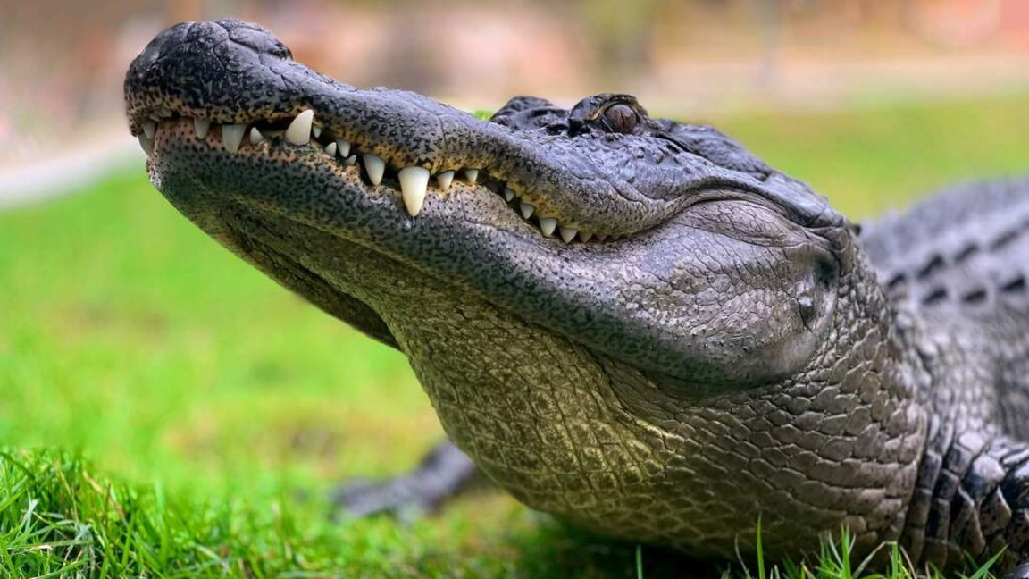 "Гласове от зоопарка" - мисиспски алигатор