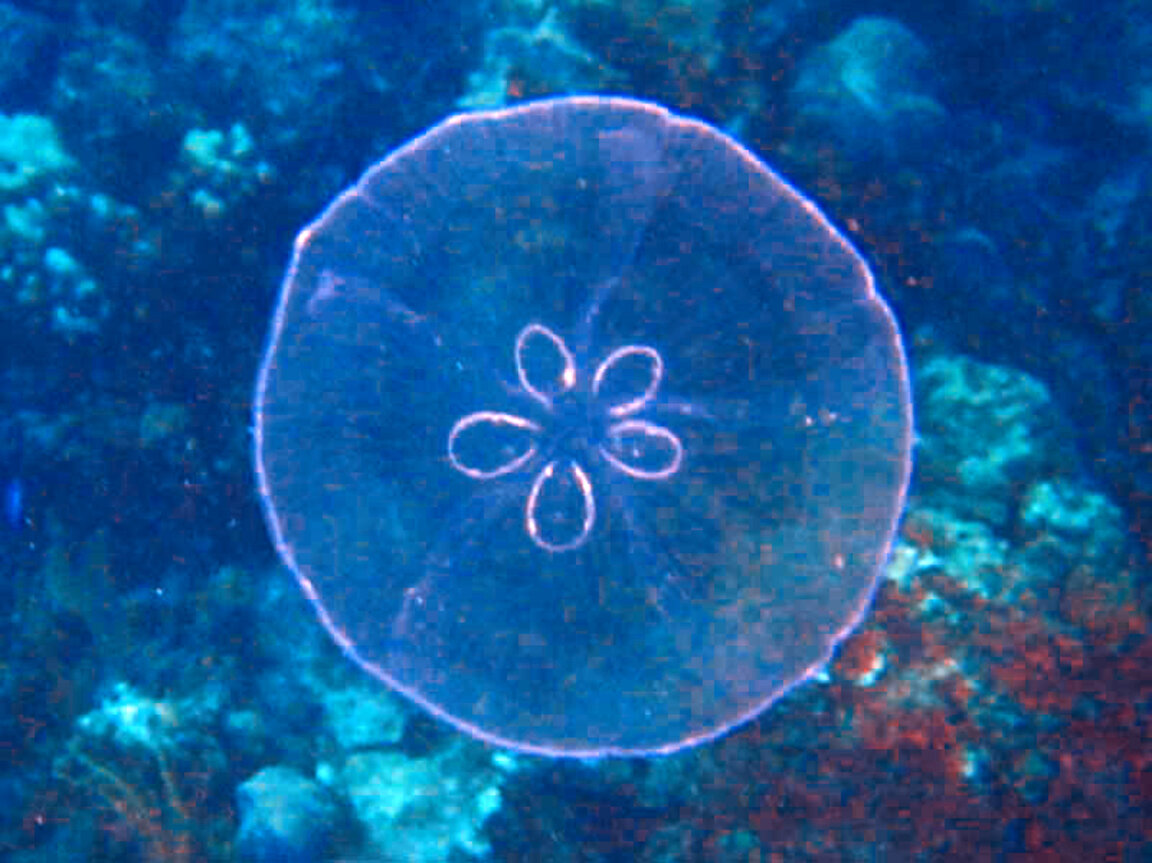 Къде живеят златните медузи