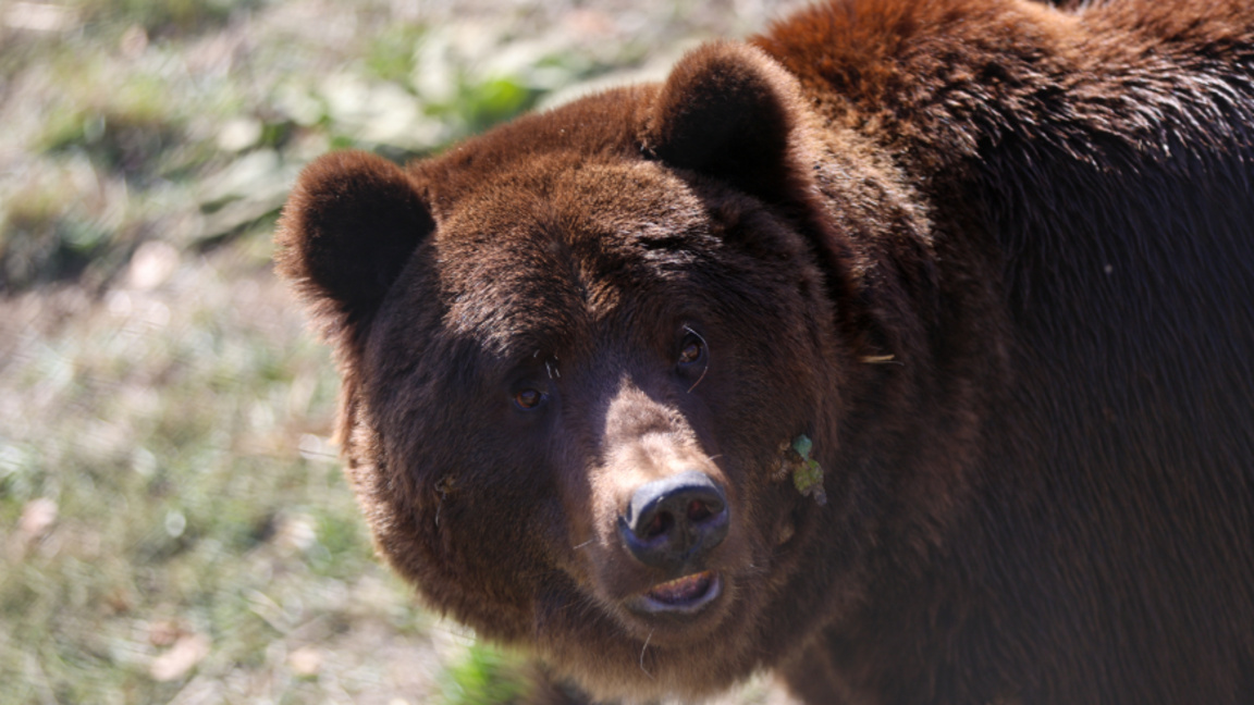 Внимание, мечка! Случка в Карлово поднови дебата за съжителство с хищника