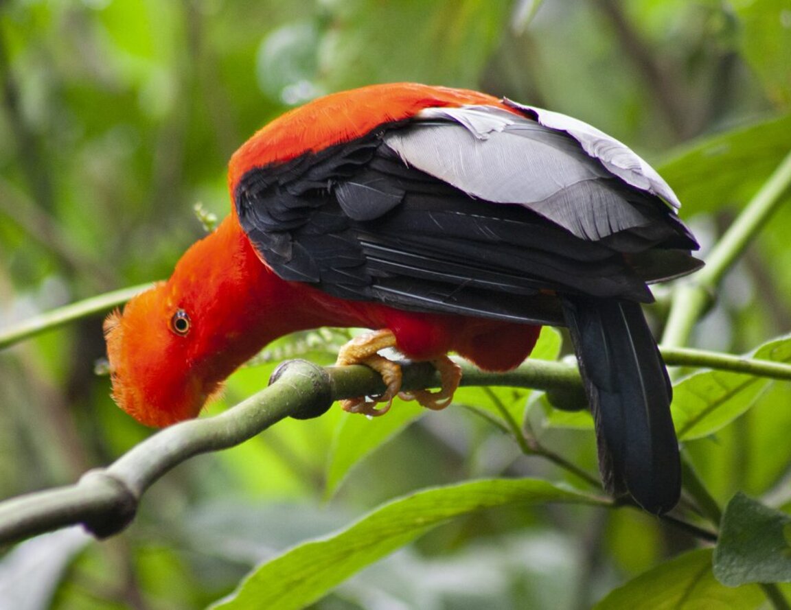 Петелът рок певец от Андите