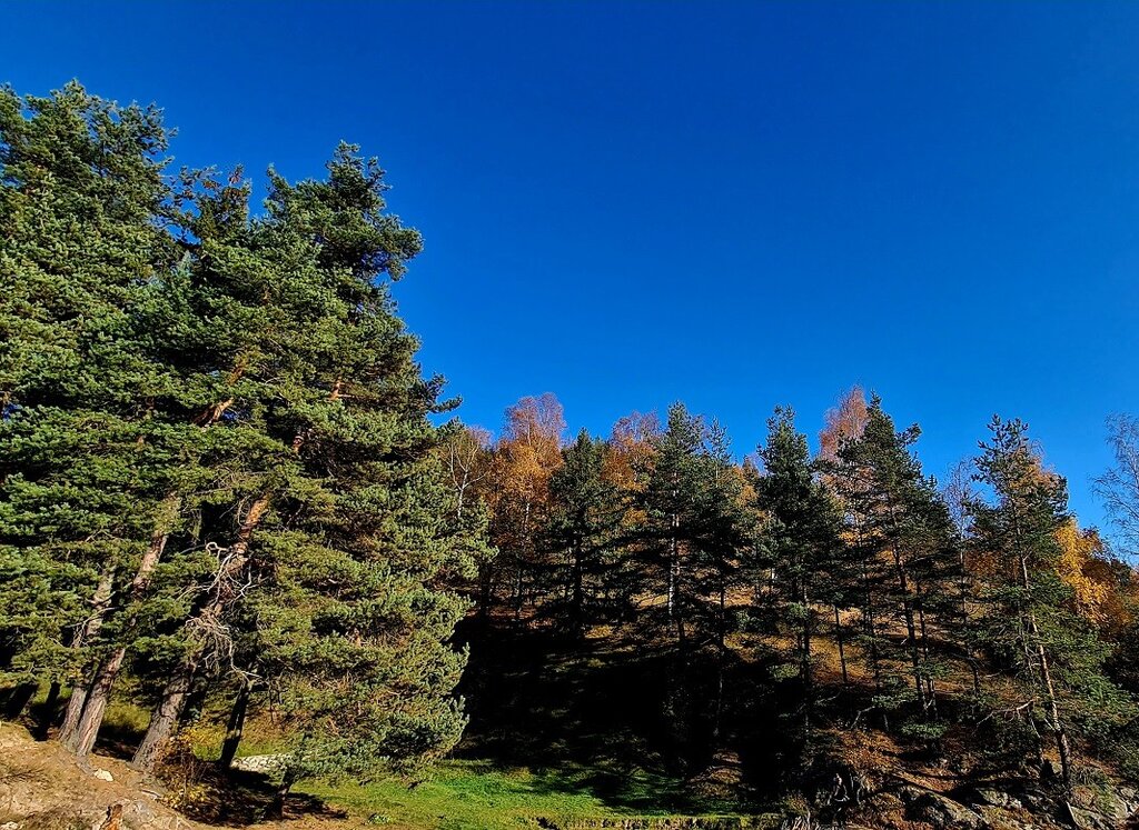 Мечка с малко мече е нападнала мъж в Девинско