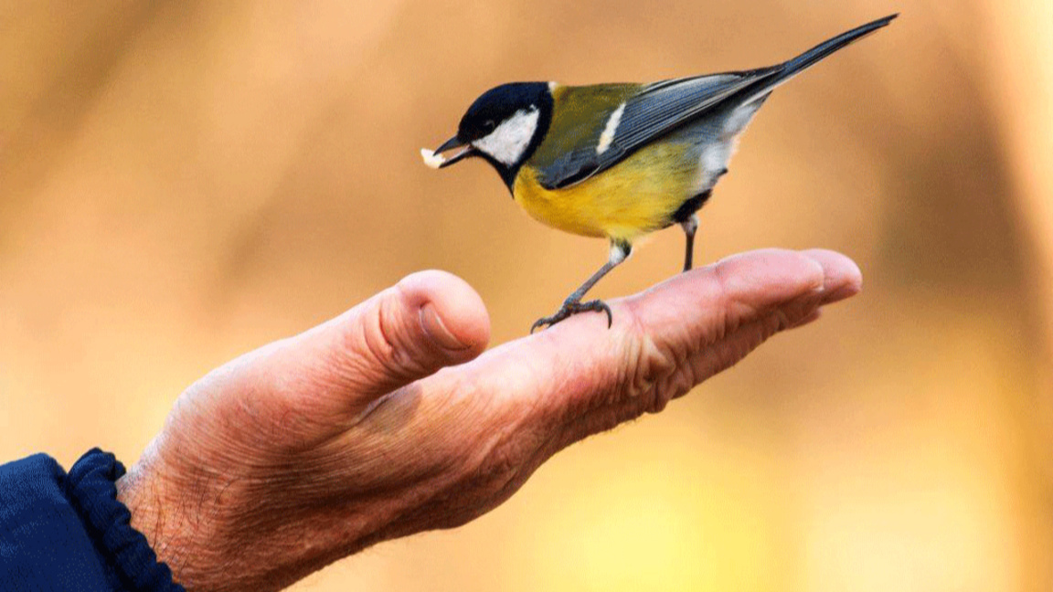 Шумовото замърсяване застрашава размножа...