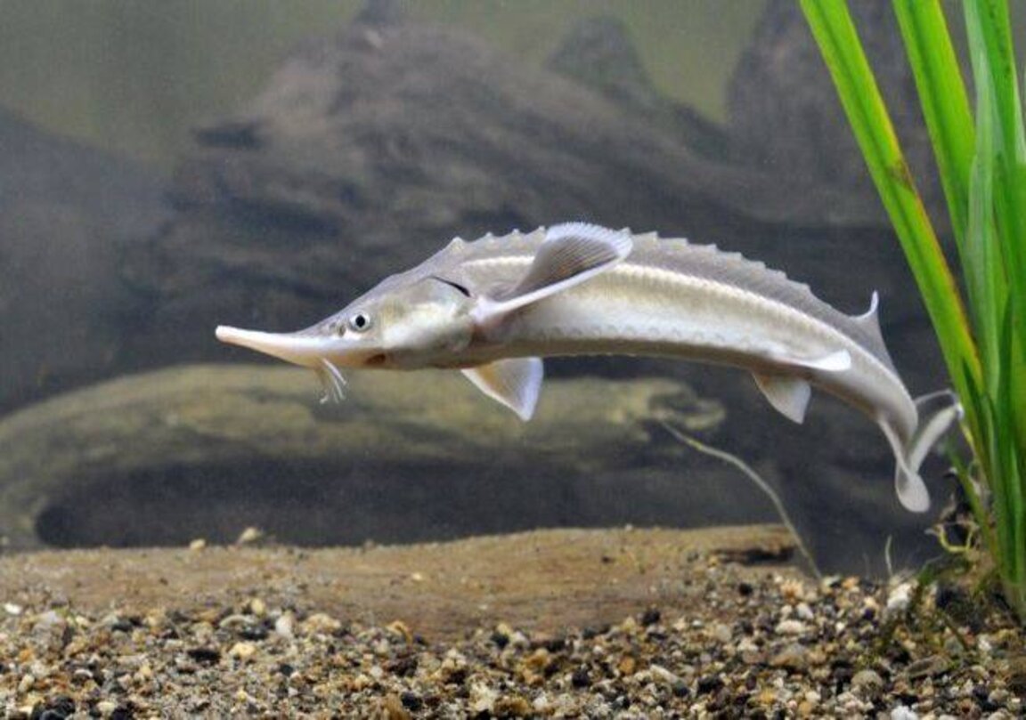 Есетра - една риба на 200 милиона години