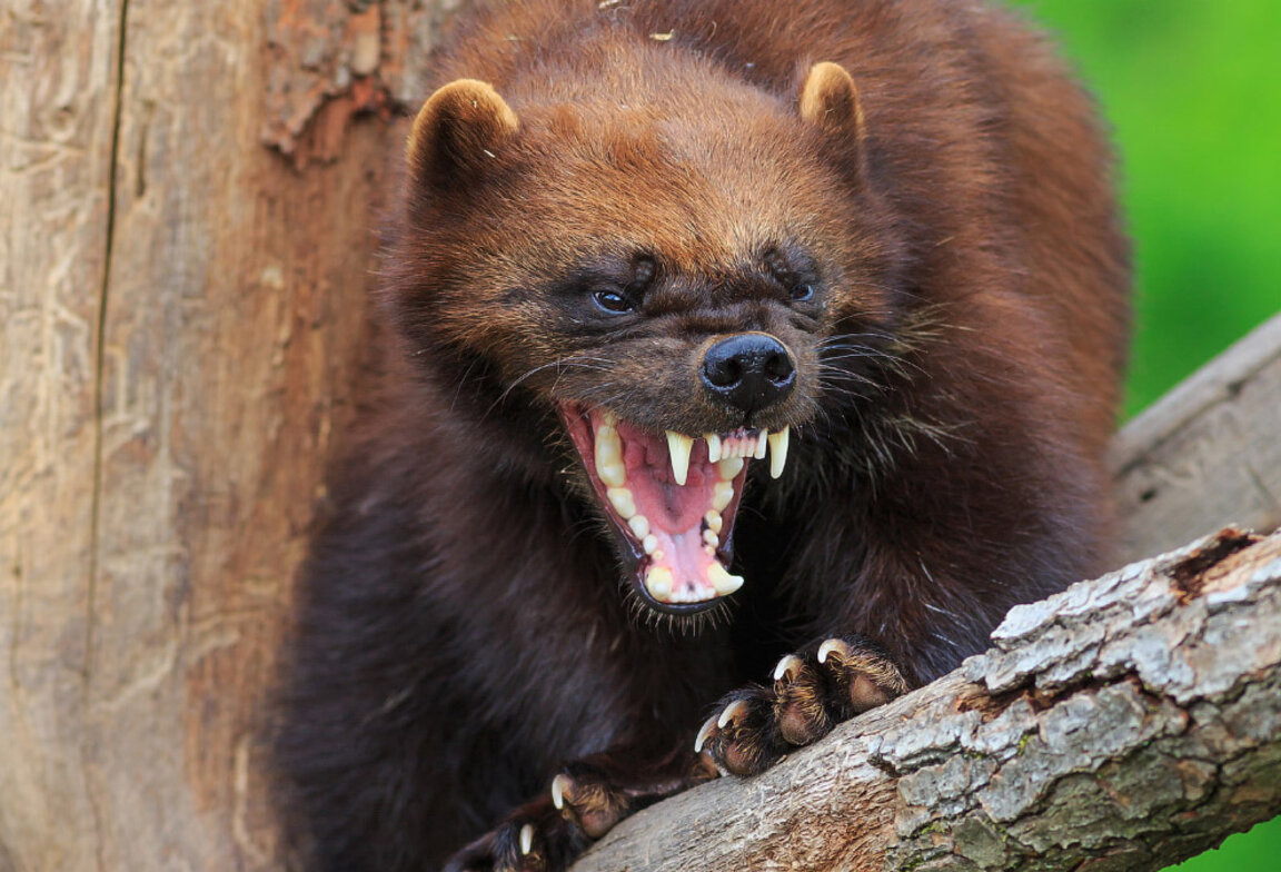 Тя е малка, но може да нападне мечка