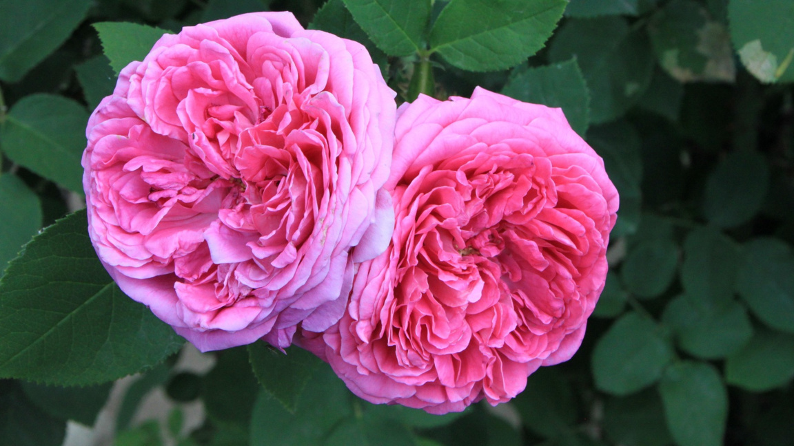 Приключение сред розите и детските мечти