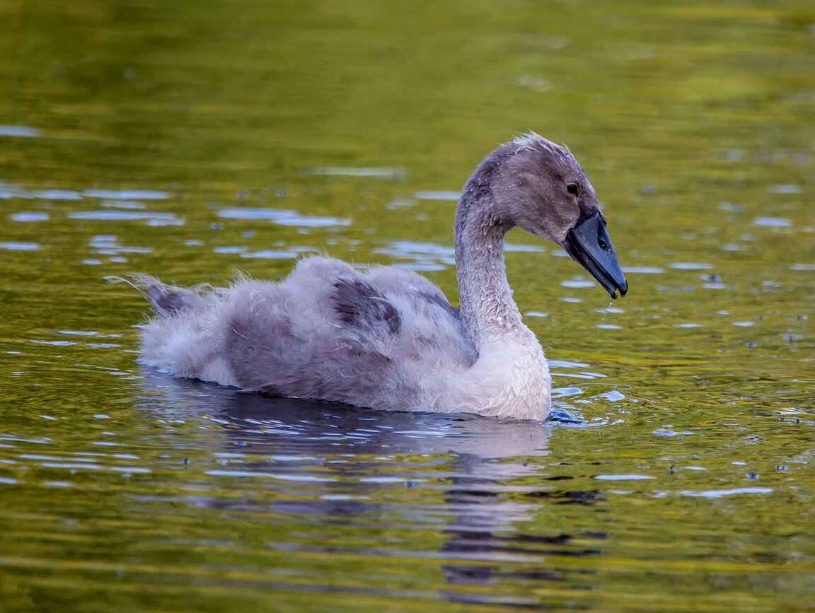 ДЕТСКОТО.БНР по радиото от 16 до 23 август