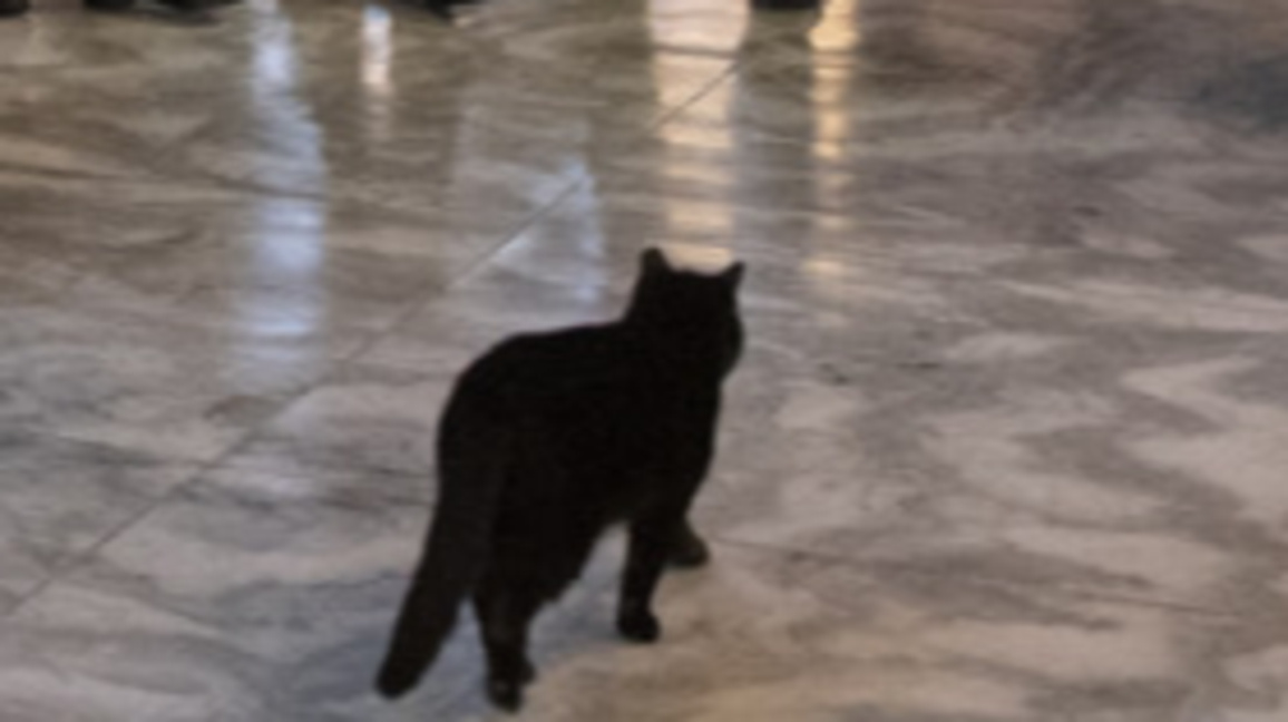 Собственичка във Великобритания намери к...