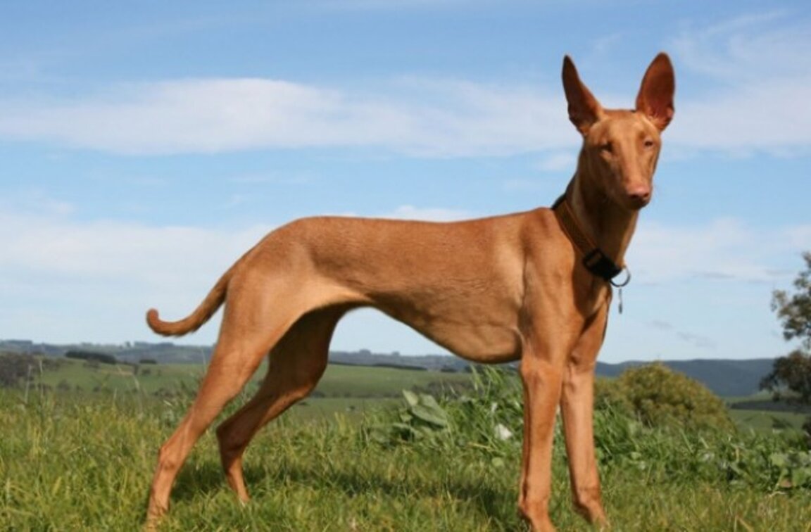 Фараоновото куче