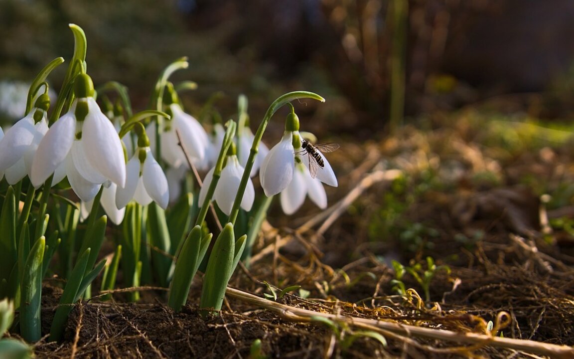 Предвестникът на пролетта идва още през януари