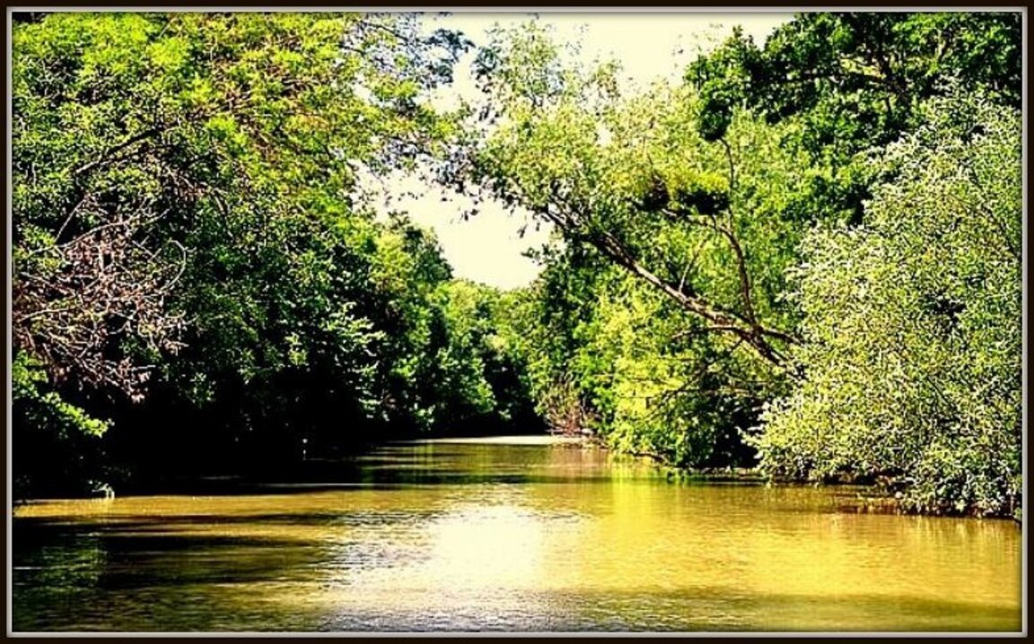 По следите на блатните костенурки