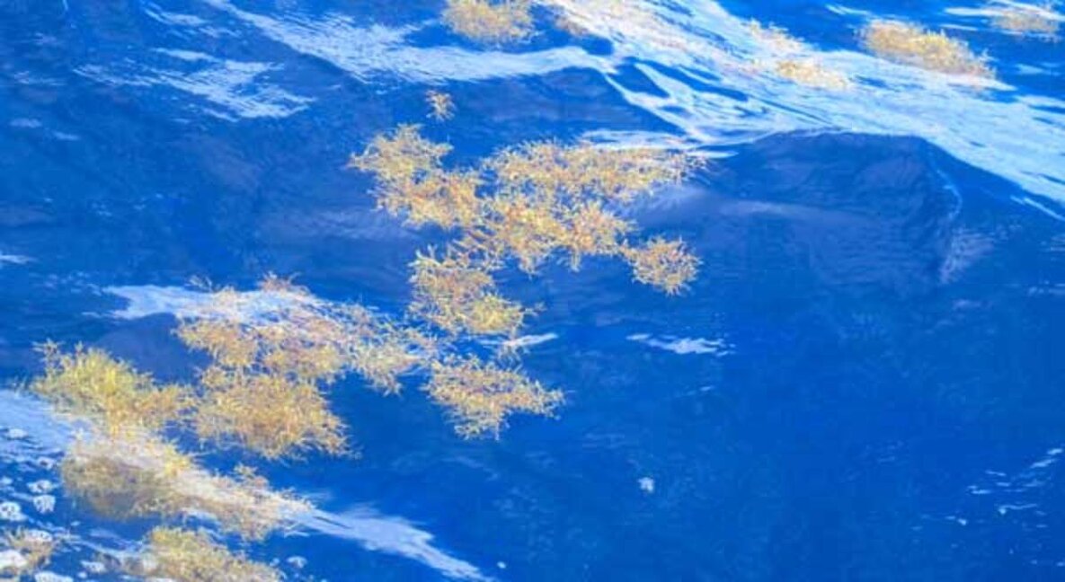 Саргасово море,което няма брегове