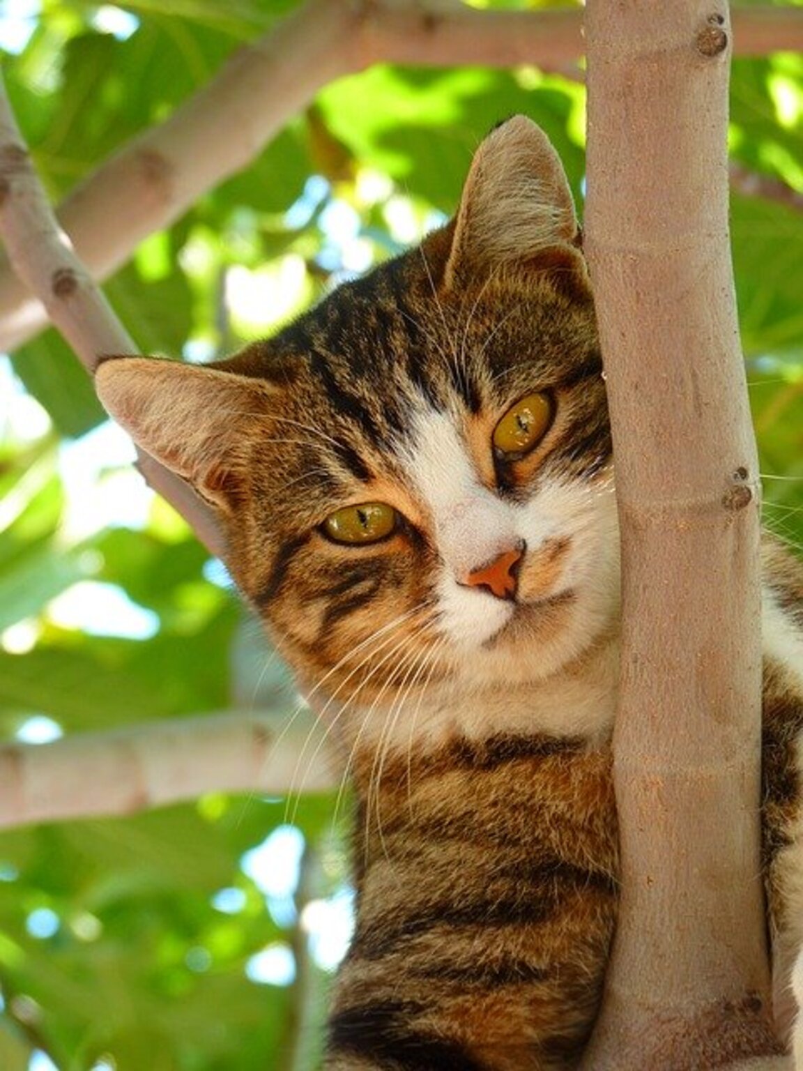 Японските котешки острови