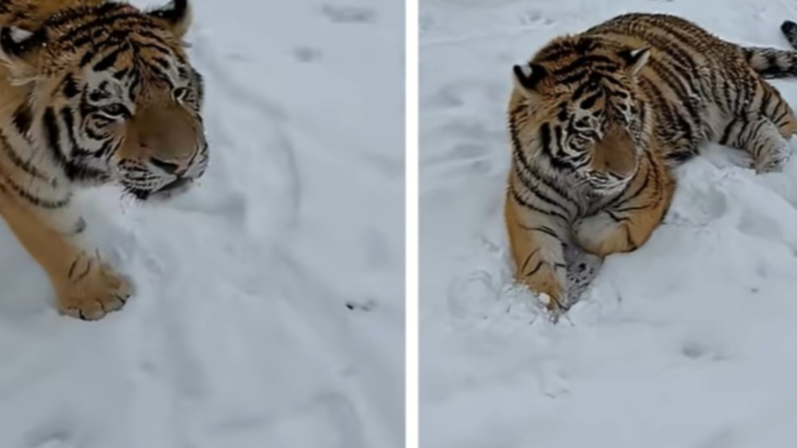 Кадри със сибирски тигър в двор в Румъни...