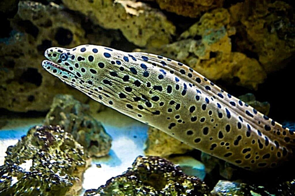 Риба, отровна колкото змия