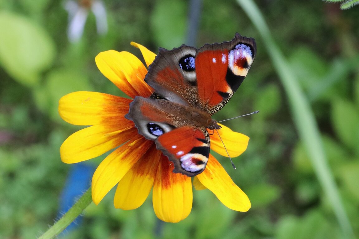 ДЕТСКОТО.БНР по радиото от 12 до 19 юли