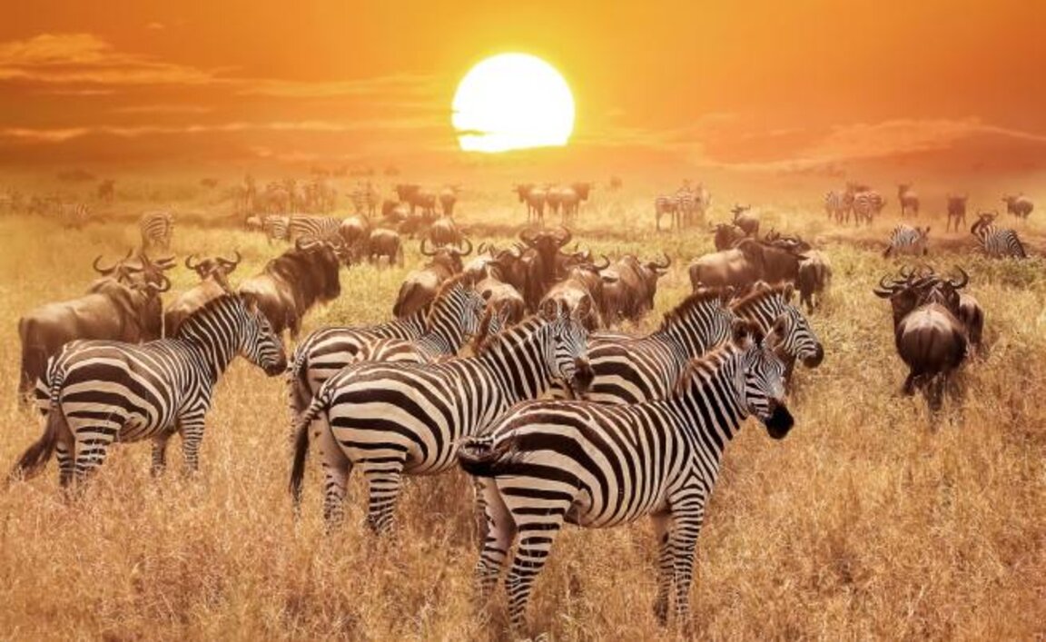 Националният парк  "Серенгети"