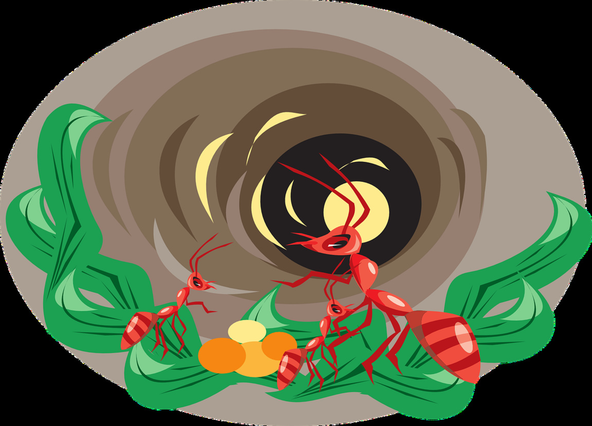 Какво правят мравките през зимата