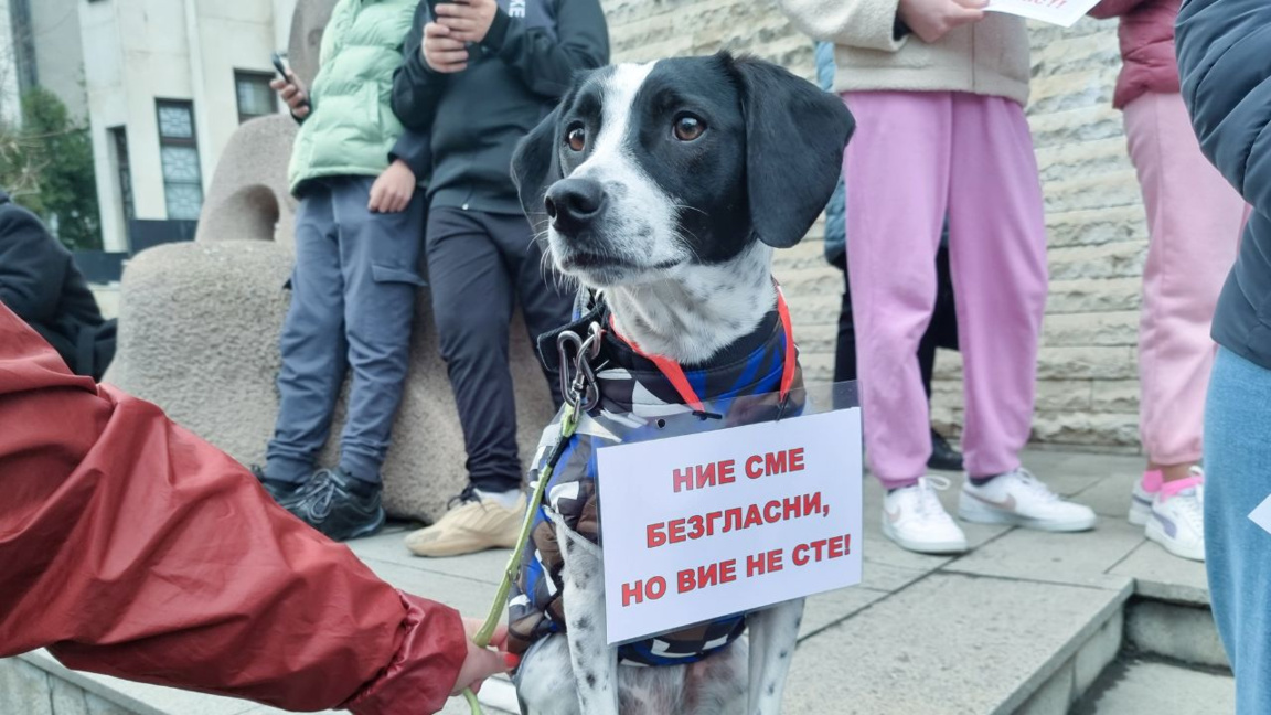Идея за Национална агенция за закрила на животните набира обществена популярност