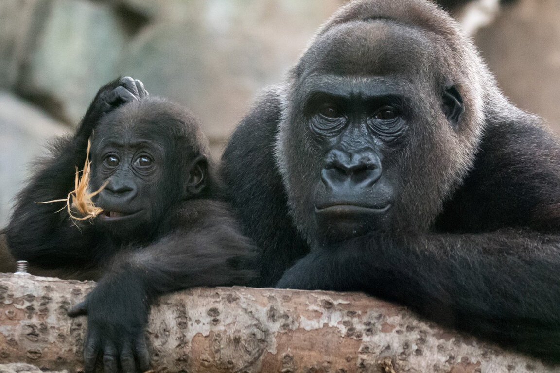 Зоологическата градина във Франкфурт