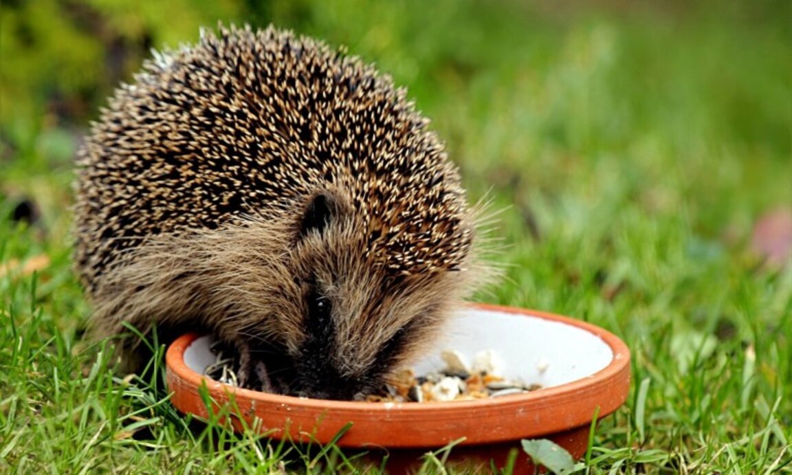 Как да си отгледаме таралеж у дома?