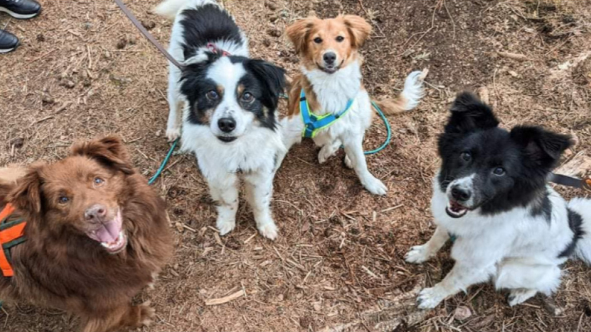 Нов план за по-малко бездомни животни в ...