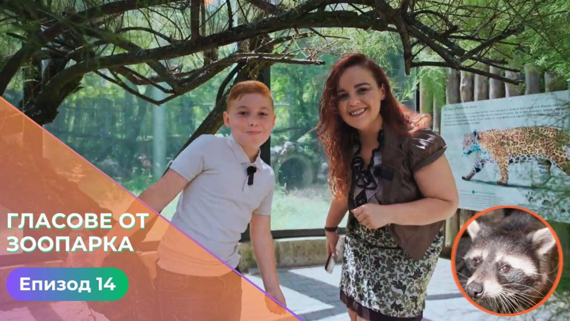 Гласове от зоопарка: еноти - миещи мечки
