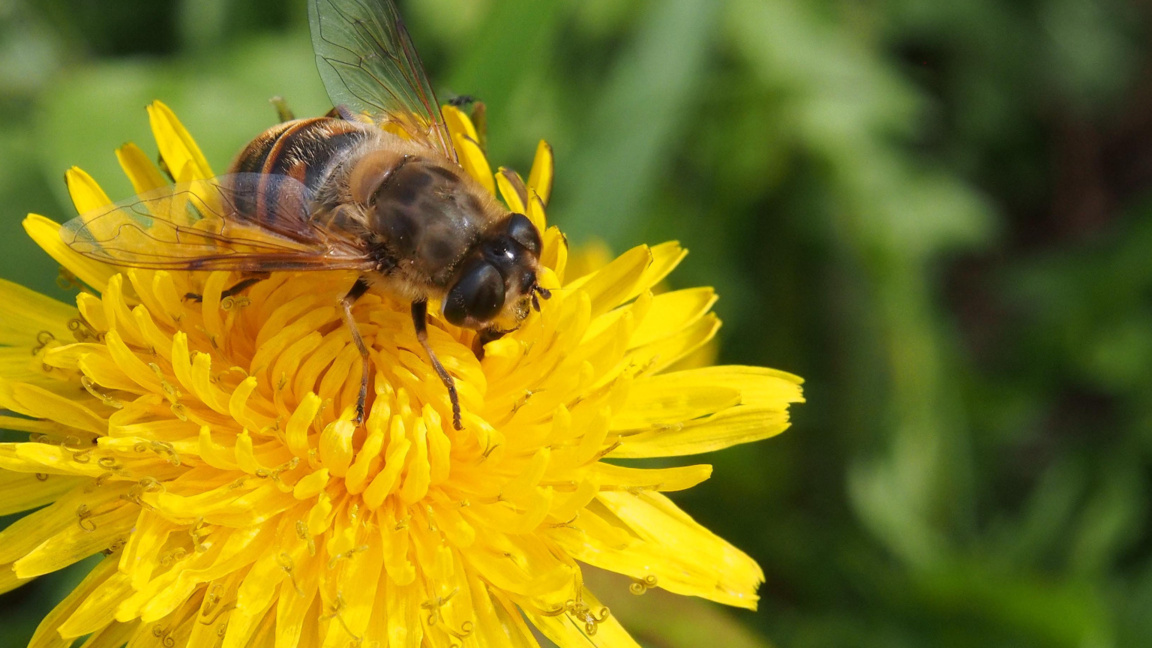  Меденият град Балчик 