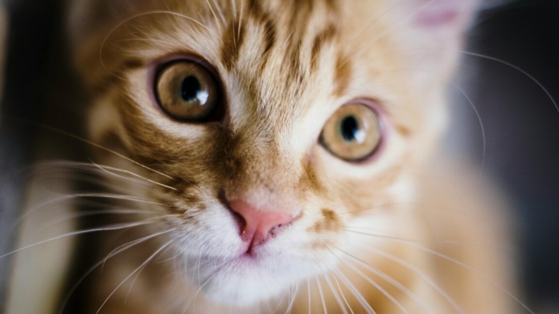 Адвокат Мариета Караджова: Вече имаме едни от най-високите наказания за престъпления срещу животни