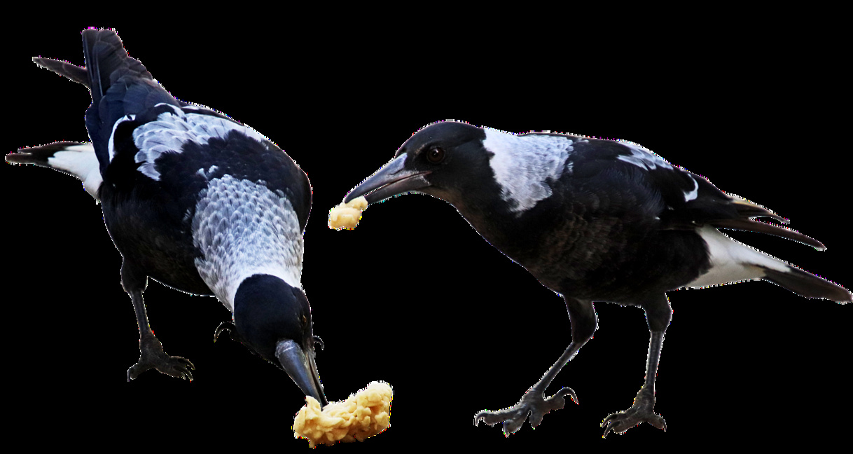 ДЕТСКОТО.БНР по радиото от 24 до 31 октомври