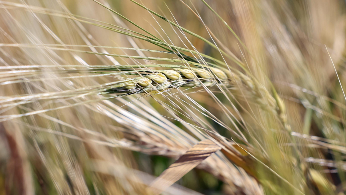 Цените на стоковите борси остават стабилни