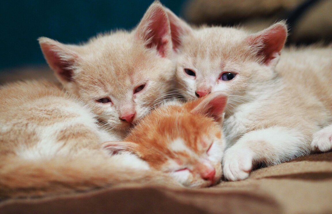 За котките и хумора