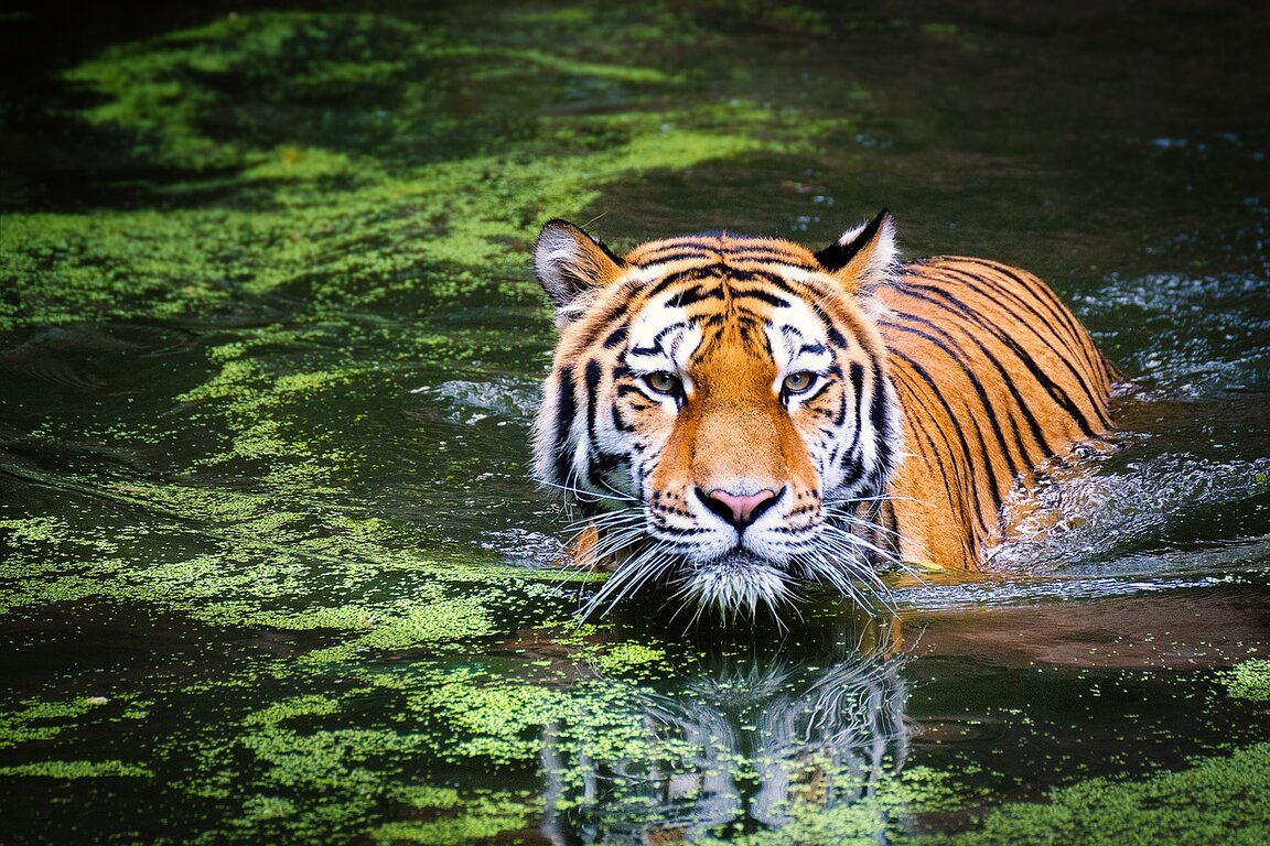 Какво не знаем за тигрите?