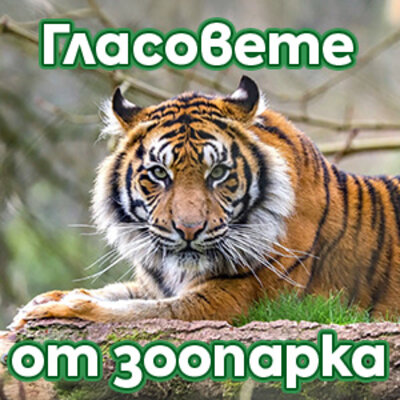 Реклама