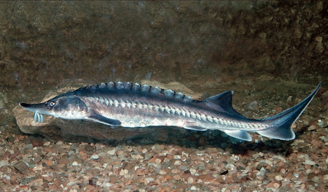 Коя е най-голямата сладководна риба?