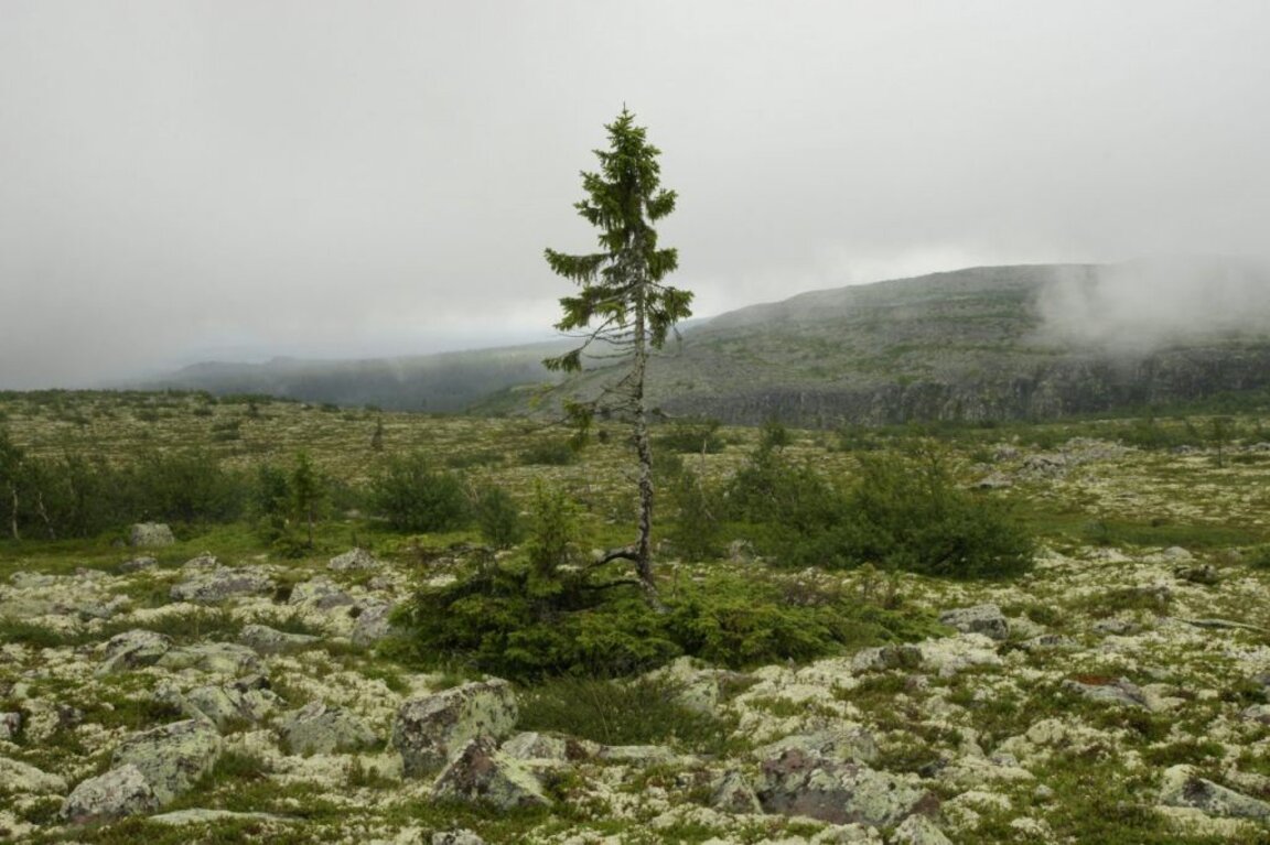 Най-старото дърво в света е на 9500 години