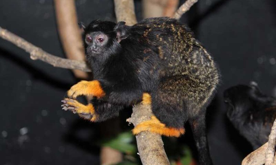 Добре дошли, златоръки тамарини