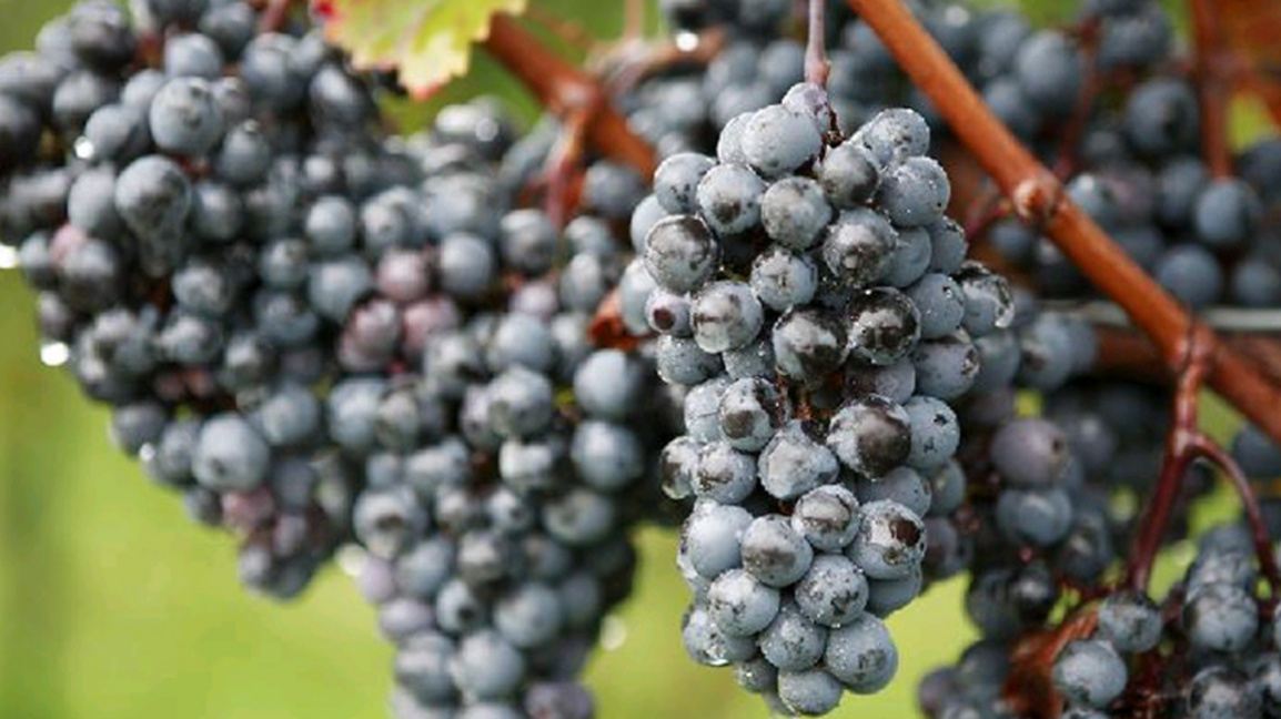 Кърджали избира "Цар на лозарите"...