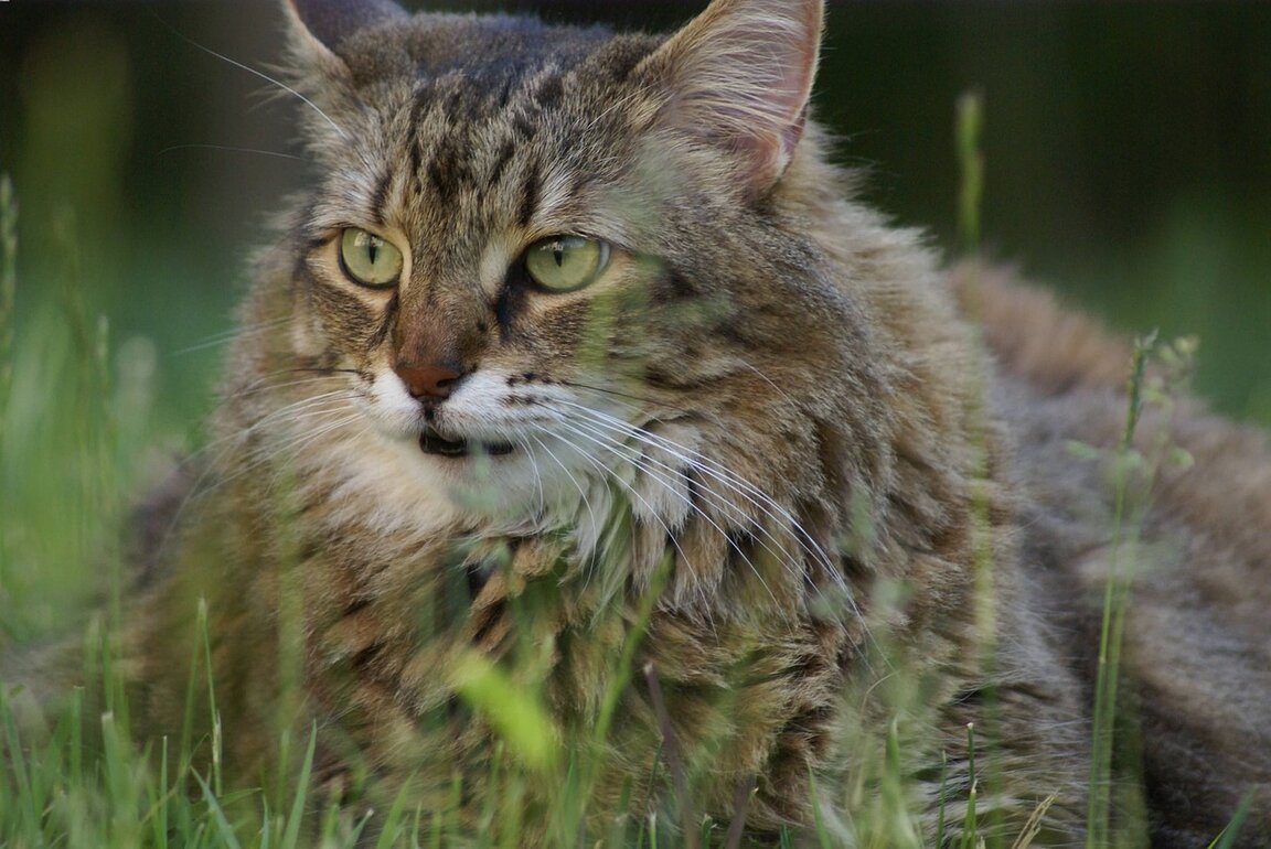 Котаци с мустаци