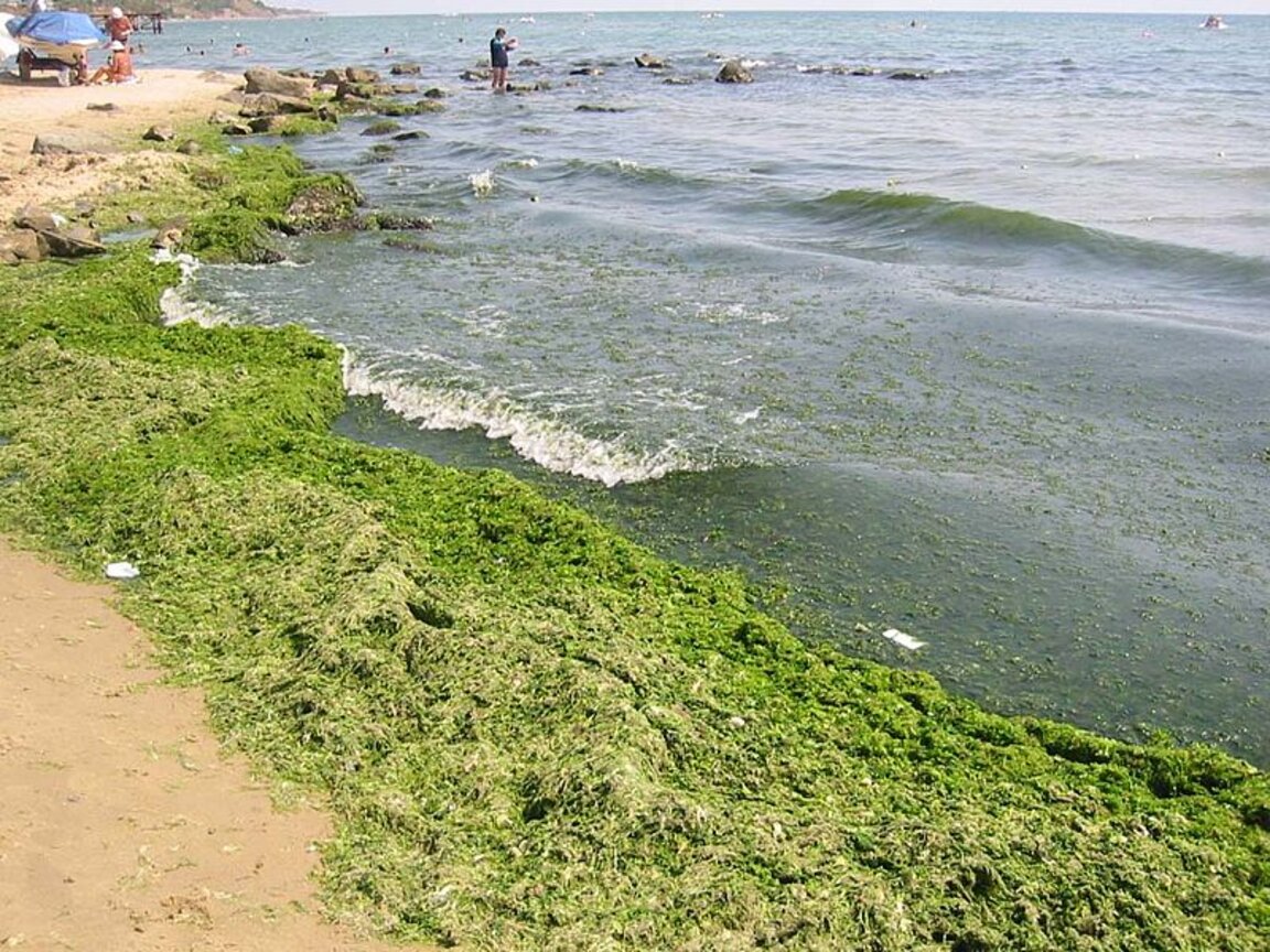 Расло, расло - водорасло