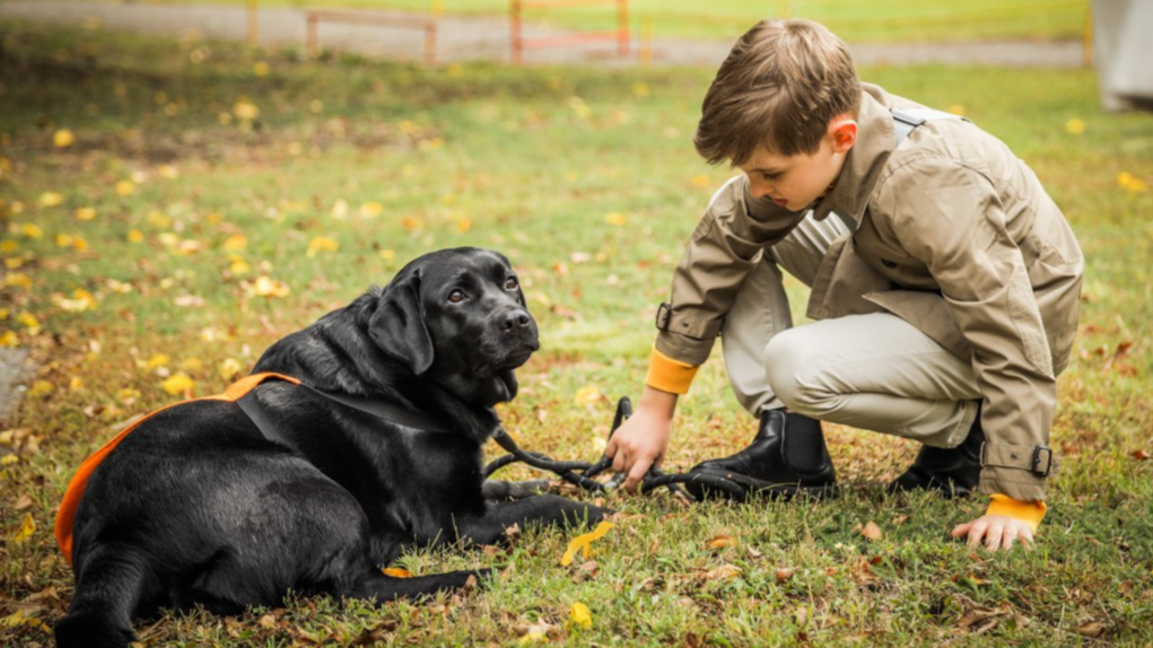 Гърмежите стресират животните по празниц...